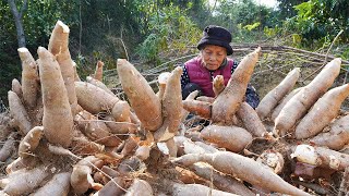 種植一年的木薯大豐收阿婆挖回曬乾做糍粑跟孫子吃的滿口甜Grandma grows cassava and makes traditional Chinese food广西 美食 玉林阿婆