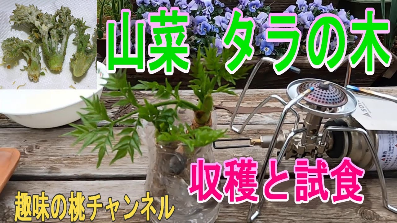 Wild vegetable Tara no Ki] Harvesting and tasting 25/3/28 - YouTube