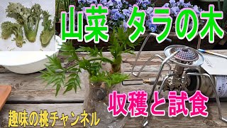 （野菜と）ラジオ大好きっ子　富山県産タラの芽2キロ Wild vegetable Tara no Ki] Harvesting and tasting 25/3/28 - YouTube