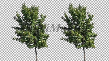 Real Tree Isolated On The Wind 12
