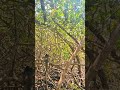 Já viu esse Bixo? Assista o vídeo completo no canal #florianópolis #santacatariana #natureza