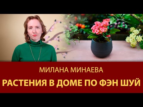 Правило Фэн Шуй 12: Растения в доме по Фэн Шуй - Мастер Фэн Шуй Милана Минаева