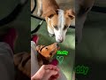 Our Yogurt Jellies Time!They all love it! #healthytreats #lovemydog #foodfordogs #rescuedog #jellies