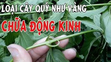 Cây Câu Đằng  Loại Cây Qúy Hơn Vàng Được Người Bệnh Động Kinh Săn Lùng