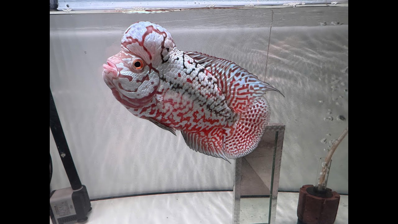 Cập Nhật Cá La Hán Kamfa F0 F1 F2 | Hàng Tuyển Siêu Đẹp – Giá Mềm Từ Trại Loca Farm