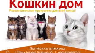 Международная выставка кошек 2013 Международная выставка кошек 2013