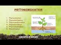 Phytoremediation types of phytoremediation urdu hindi bioremediation concepts of botany