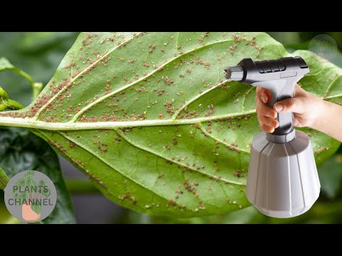 Видео: Все насекомые исчезают из сада. Только 1 органический ингредиент