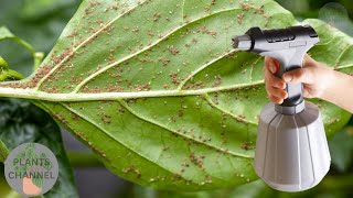 All insects disappear from the garden. Only 1 organic ingredient