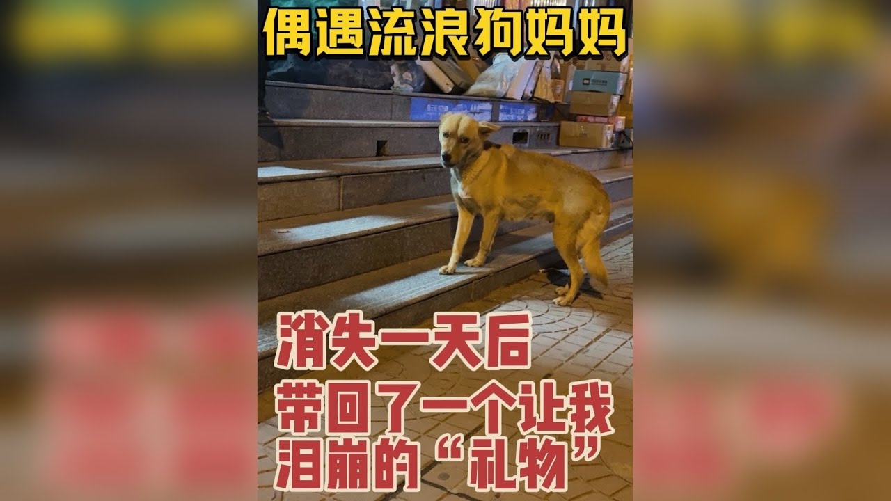 消失一天后，带回了一个让我泪崩的“礼物” 谢谢你的信任