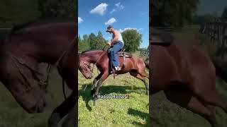 Mischievous US Horses Crack Up Everyone On The Ranch 🤣#WesternHumorHorses #USFarmHorseFun