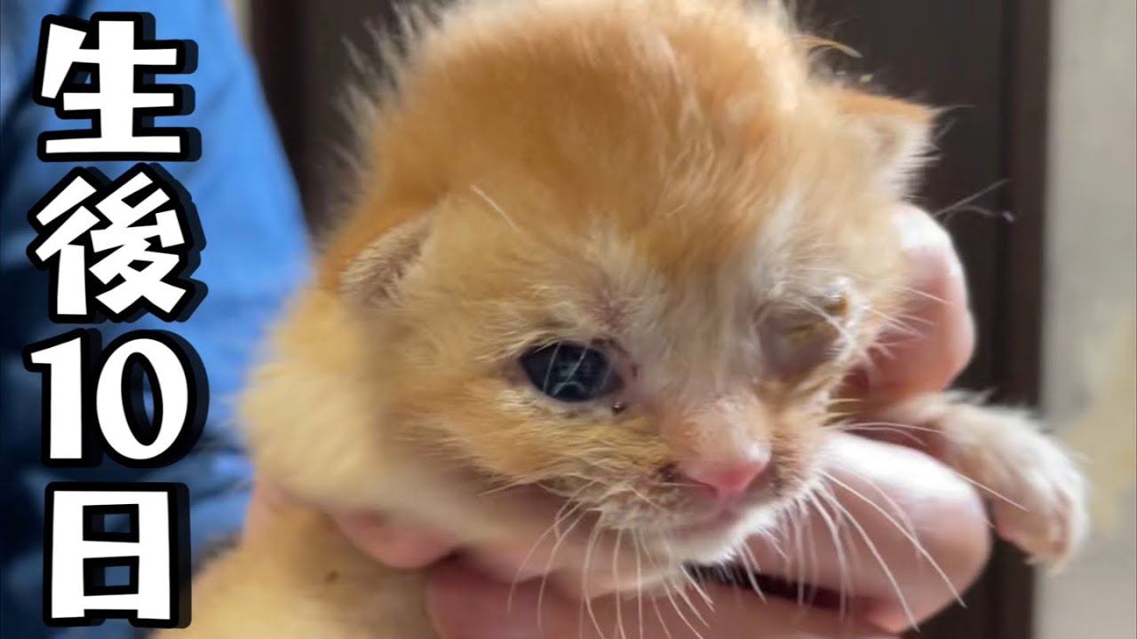 babythree　泣いてる目涙目うるうる目　洋服を着てる子猫 Since the baby arrived, Ten-chan has been acting strange