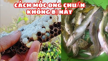 Cách Móc Ong Chuẩn Để Câu Cá Lăng,Cá Chày Đất Bình Vlog
