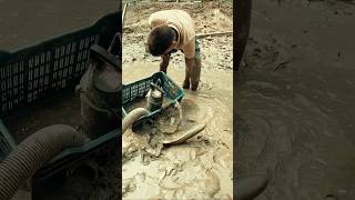 Download Lagu Amazing muddy water village fishing MP3