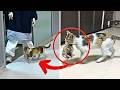 Mother Cat Brings Her Kitten To The Hospital, Medics Rush To Help Them thumbnail