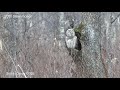 Canon XF705 - First Shot 4K60P　Ural Owl