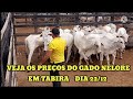 só Nelores na feira do Gado de Tabira. dia 22/12