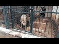 Зоопарк города Шымкент