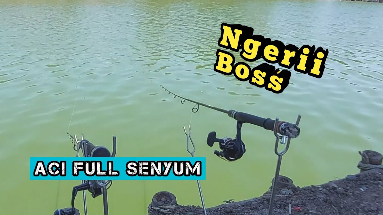 Umpan Patin Aci Full Senyum bikin Joran Ndongak  - Kolam pancing AL 52 surabaya