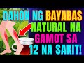 Dahon Ng Bayabas Lihim Na Lunas Sa 12 Sakit Na Dapat Mong Malaman Dahon Ng Bayabas Lihim Na Lunas Sa 12 Sakit Na Dapat Mong Malaman