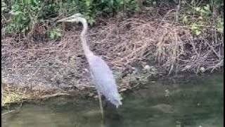 Blue heron: Big Daddy