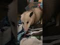 Meeting Poly, the domesticated possum