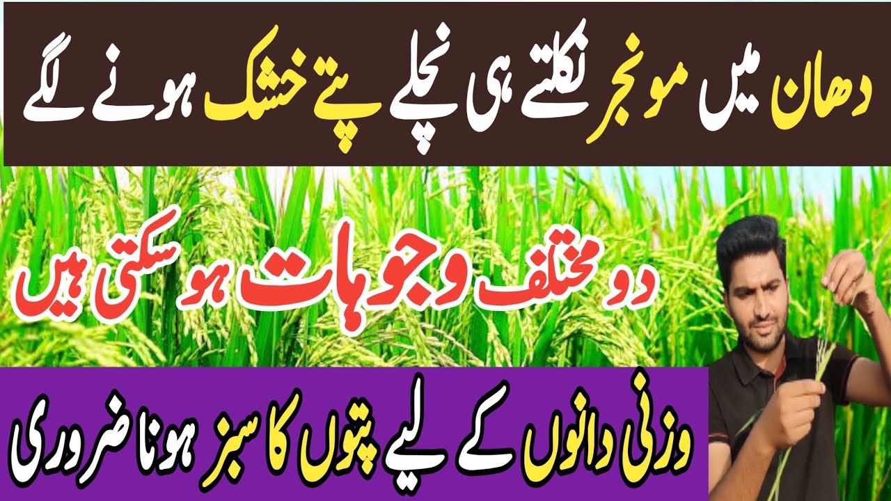 Drying of lower leaves of rice plants of kinat and super basmati # ...