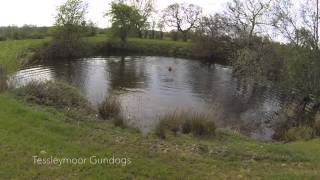 Teaching a Labrador on a Water Retrieve with a Dummy - Gundog Training.