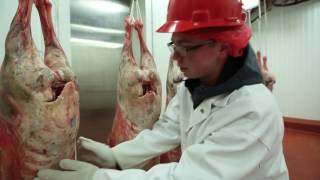 Texas Tech meat-judging process