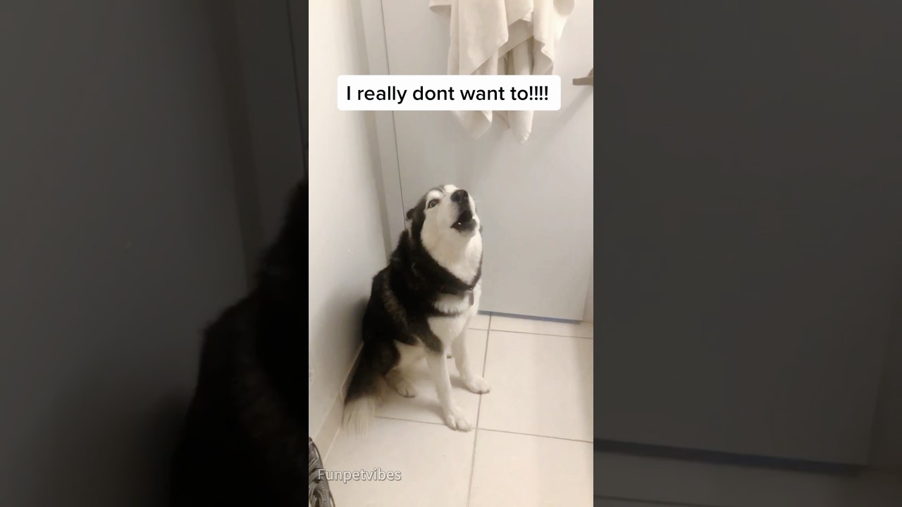 Funny dogs reactions whey they hear they’re going to take a bath.#dog#dogvideos #doglover #fyp