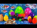 Oeufs surprise colors homard serpent cichlid poisson betta poisson rouge grenouille tortue