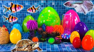 Colorful Surprise Eggs, Lobster, Snake, Koi, cichlid, Betta Fish, Goldfish, Frog, Turtle