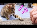 過保護すぎる飼い主が子猫に爪とぎの仕方を教えようとしたら…