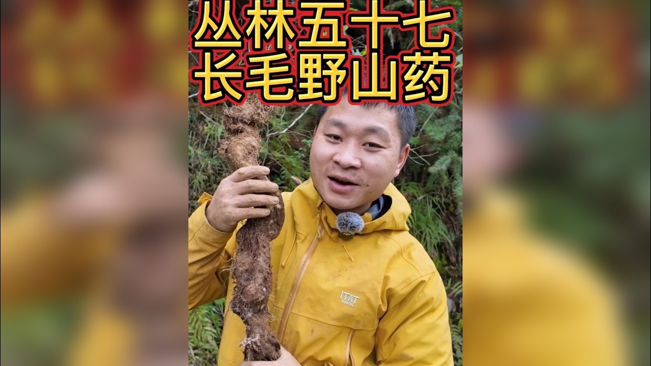 丛林五十七 这次重回了梦开始的地方凤凰林场，没想到小木屋还完好无损，开局就干上了大工程，我不信这次还会饿肚子