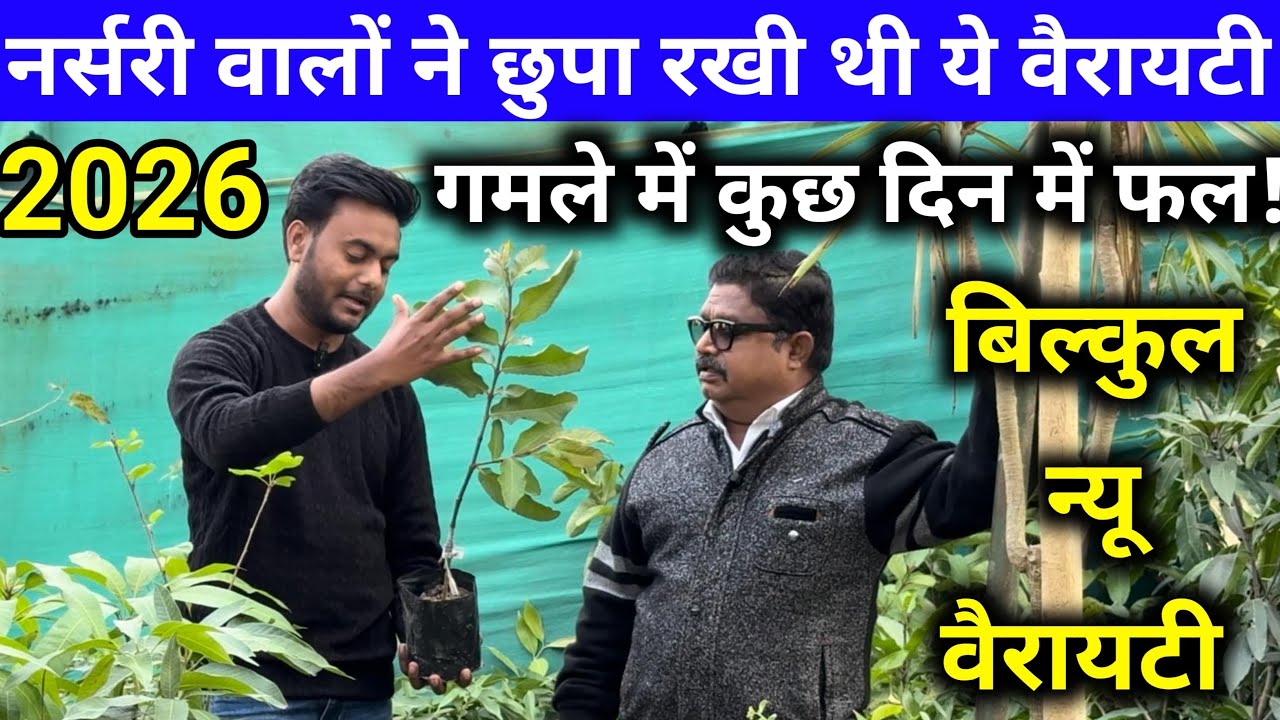 नर्सरी वालों ने छुपा रखी थी ये वैरायटी 🤫 | गमले में कुछ दिन में फल!
