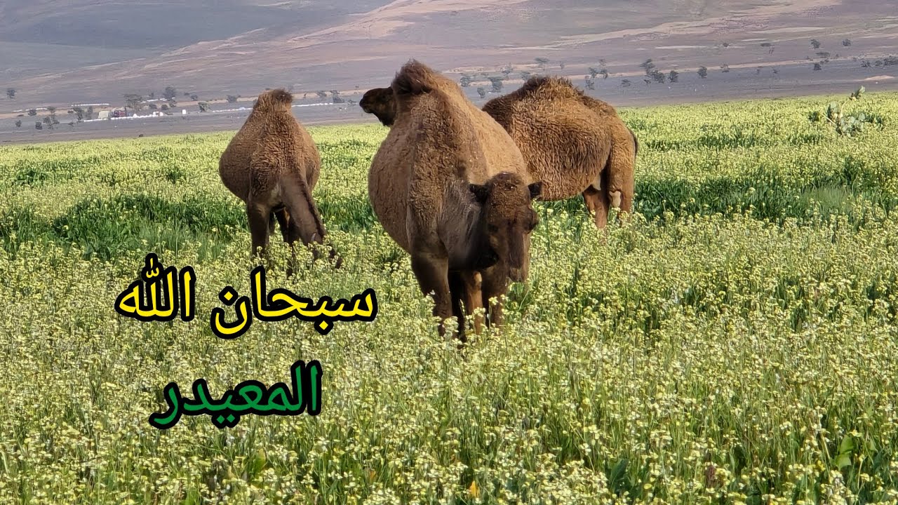 هنا منطقة المعيدر 🇲🇦 جنوب شرق المغرب سبحان الله