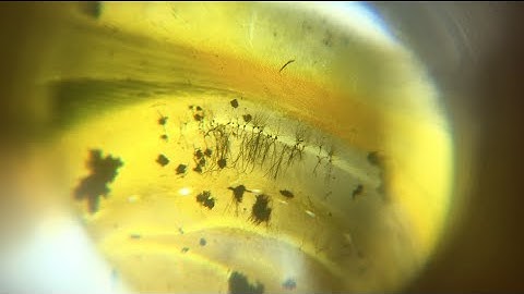 RoachScope - Portable Field Scope