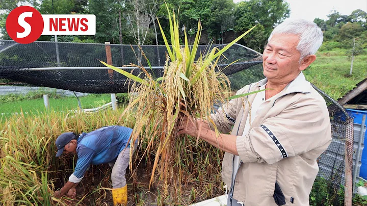 Engineer tries out new method of rice farming