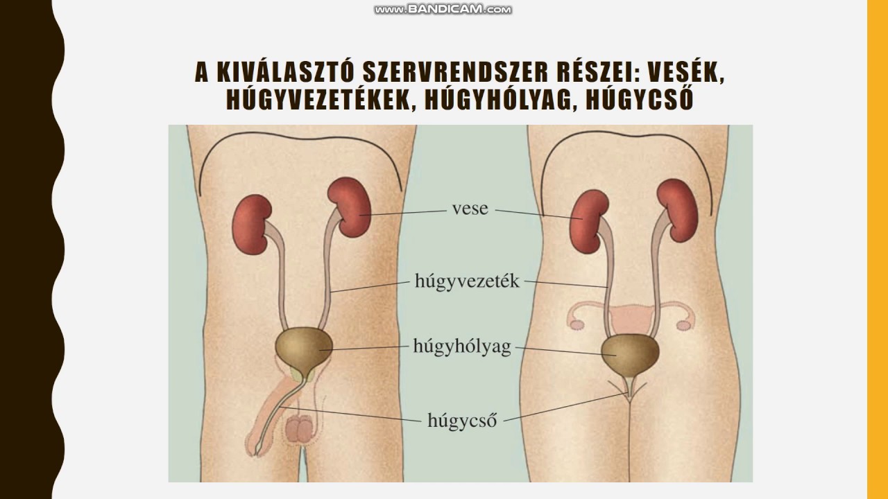 vese beteg a prostatitis miatt