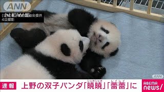 上野動物園の双子パンダ「シャオシャオとレイレイ」(2021年10月8日)