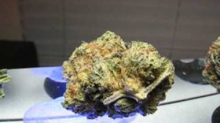 KOOL AID KUSH SOUR DIESEL TRAINWRECK AND MORE