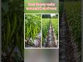 मिरची पिकाचे भरघोस उत्पन्नासाठी फवार 💥 #shorts #trending #subscribe #vairal #agro #facts #tech #fe