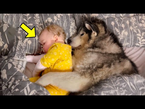 Video: Liebender Hund wird Mutter zu entzückendem verwaistem Babywallaby