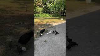 Mother, turkey, and chicken take their babies for the first walk