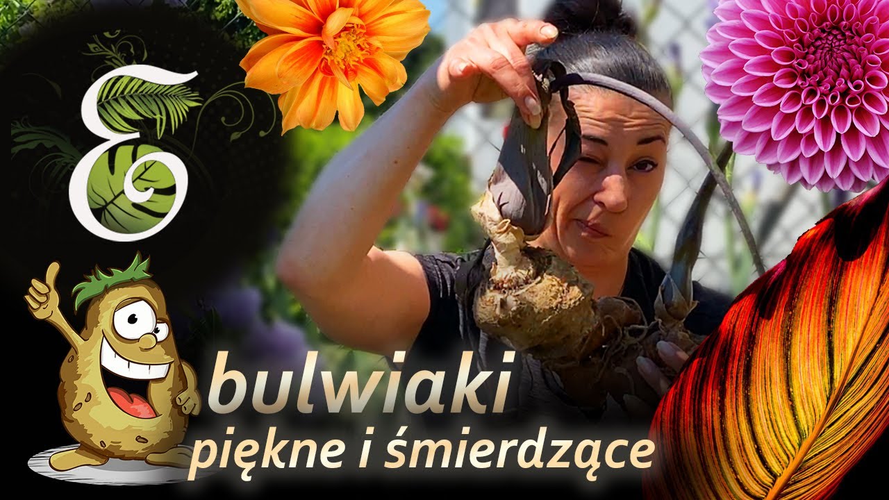 Pałczycha, dziwidło, kanny, dalie i wianecznik, czyli ciekawe rośliny bulwiaste  Egzotycznie