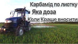 Підживлення пшениці по листку. Яку дозу карбаміду вносити по пшениці щоб не спалити і коли саме