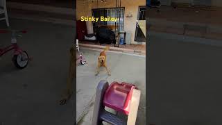Bailey Bailey