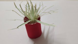 How To Make a Mini Plant ll Mini Spider Plant Making
