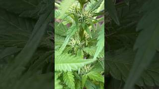 Gellato Kush 23 Dias De Floração