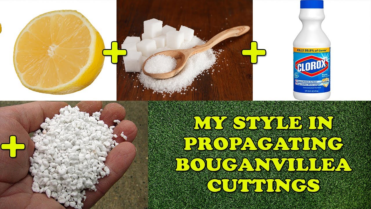 HOW TO GROW BOUGAINVILLEA CUTTINGS YouTube